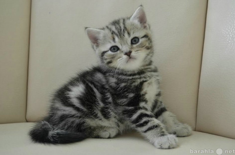 Продам: Британский котенок окраса вискас