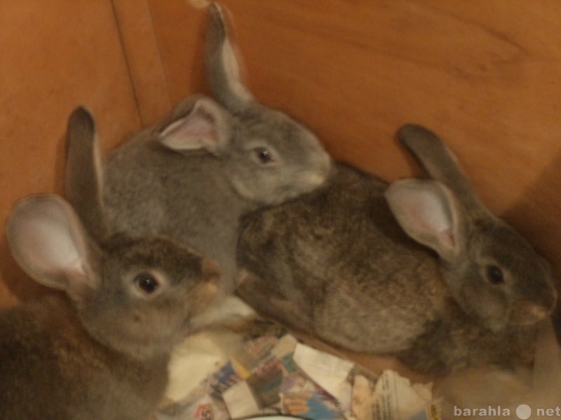 Продам: кролики