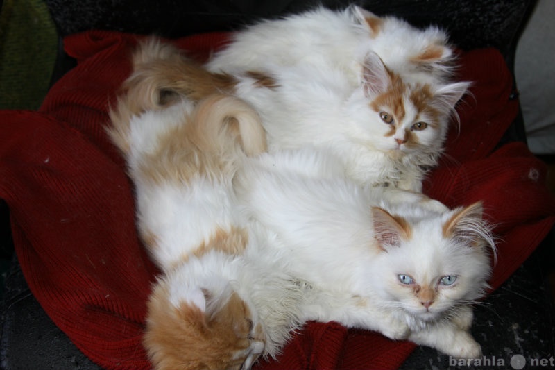 Продам: Персидские котята белые с рыжим 3мес