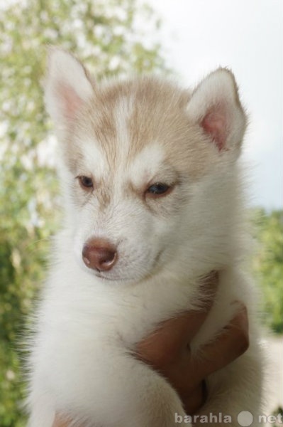 Продам: Продается щенок сибирский хаски