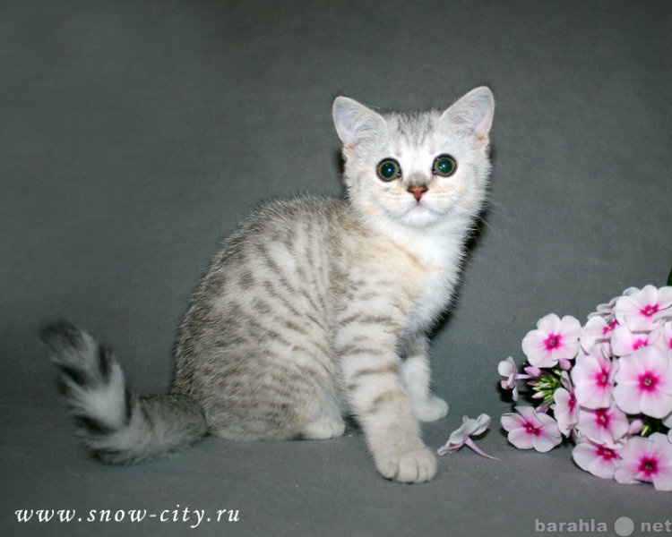Продам: Серебристый котик Квикс