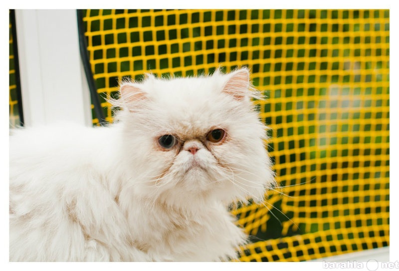 Отдам даром: Аляска - персидская кошка