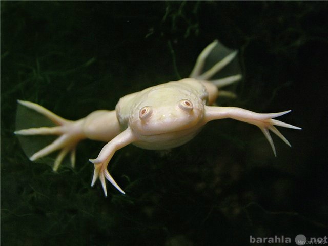 Продам: Шпорцевые лягушки альбинос
