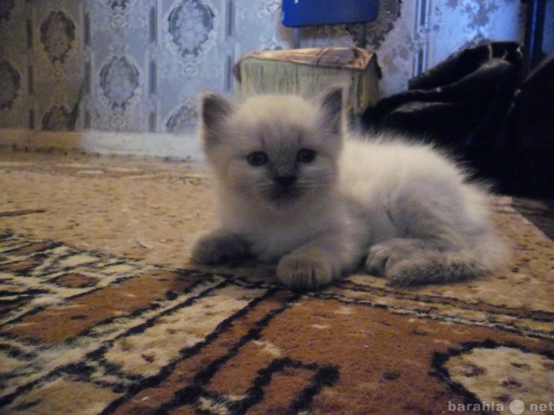 Продам: Персидские котята