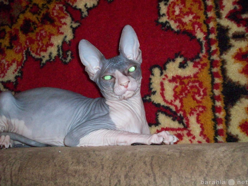 Продам: Донской Сфинкс голенький котик