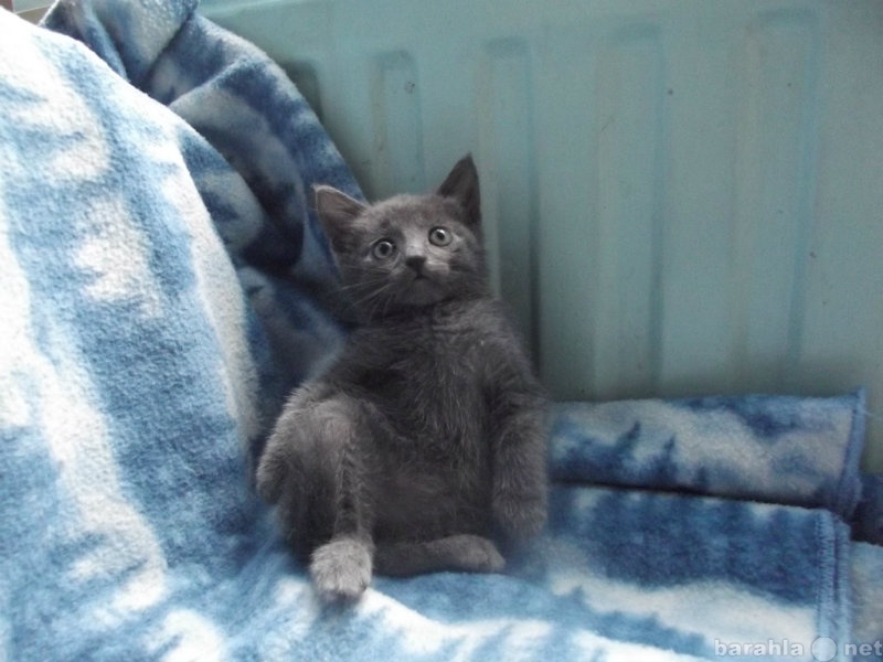 Продам: Русский голубой котёнок