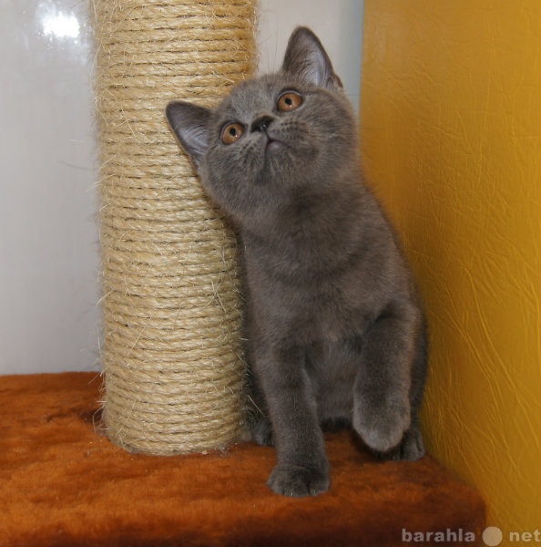 Продам: Британский голубой котик