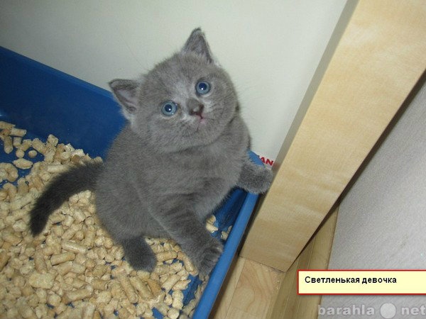 Продам: Британские короткошерстные котята 2000р