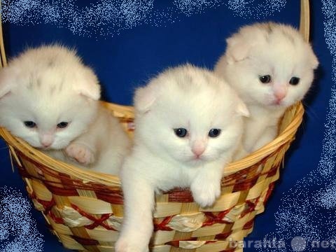 Продам: Белые вислоухие котята с документами