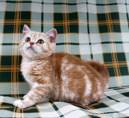 Продам: британские котята, котик шоу класса