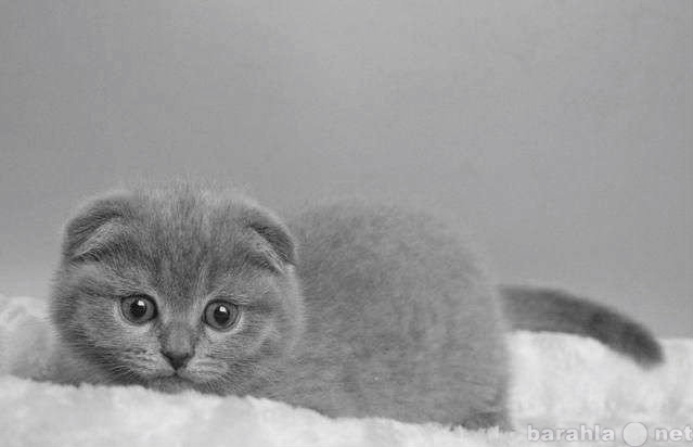 Продам: Продаются котята Scottish Fold