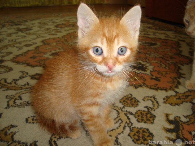 Продам: Бразильские короткошерстные котята