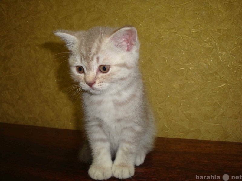 Продам: Котята британской короткошерстой