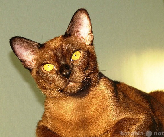 Продам: Бурманские котята соболиного окраса
