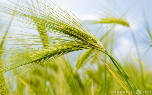 Продам: элитные семена тритикале и озимой пшениц