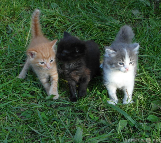 Отдам даром: котята от сибирской кошки