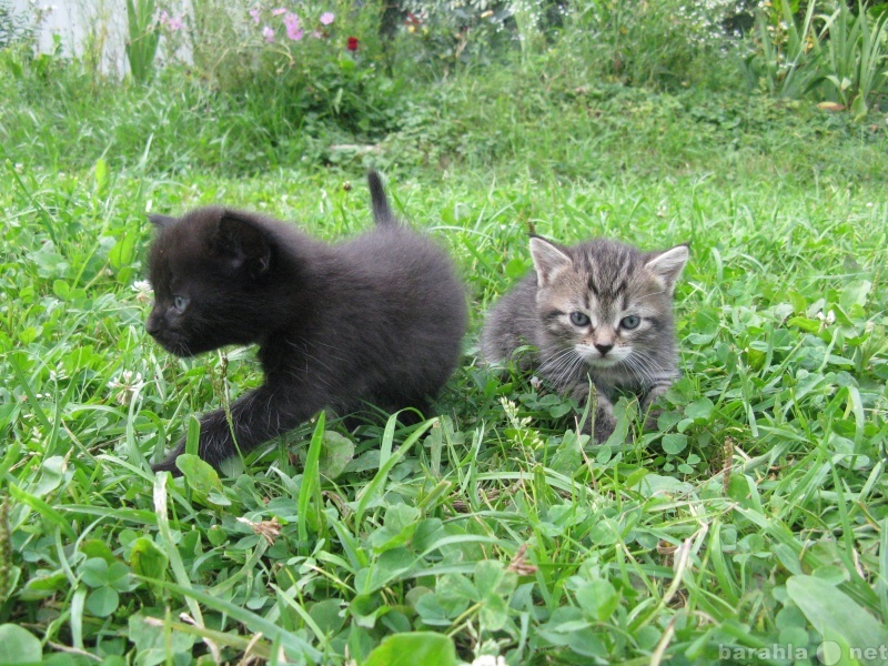Отдам даром: Котята-метисы британской шиншиллы