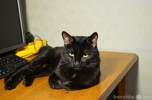 Куплю: Черный кот