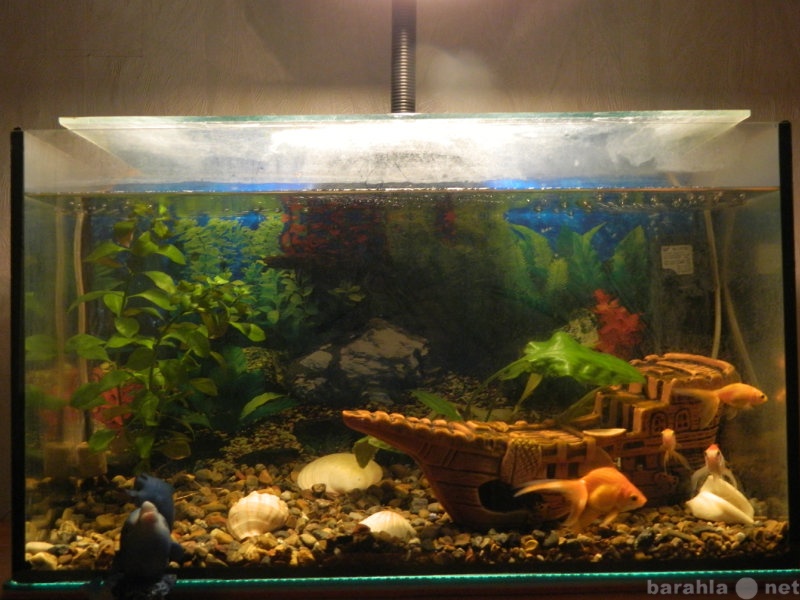 Продам: аквариум на 30 литров