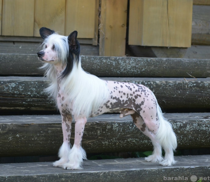 Продам: Китайская хохлатая собака. Кобель голый.