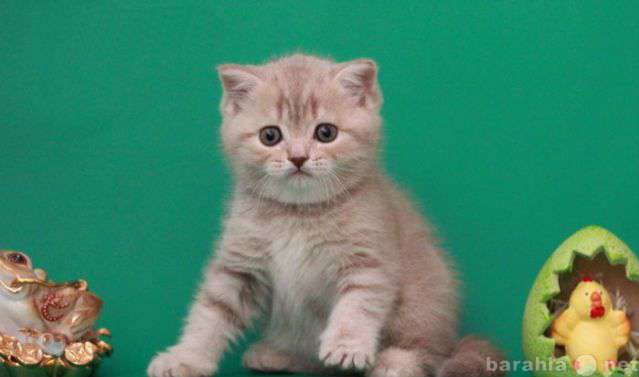 Продам: британские котята редкого окраса