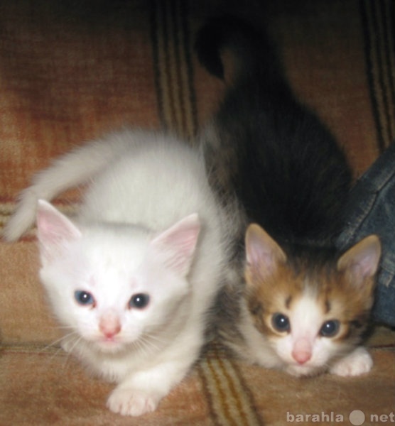 Продам: Последние два котенка турецкой ангоры
