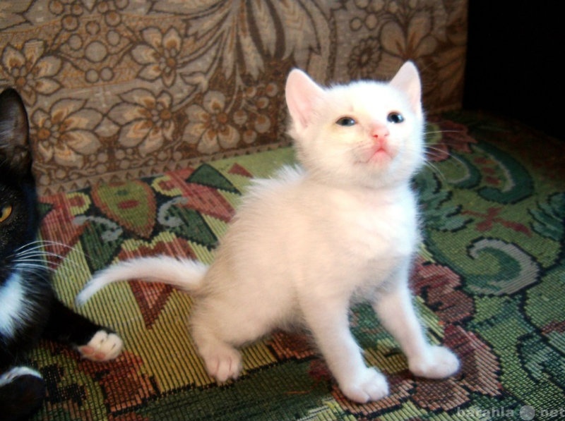Отдам даром: очаровательный белый котенок