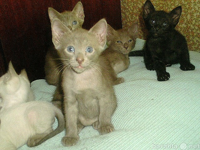Продам: ориентальные котята гавана,эбони,лиловый