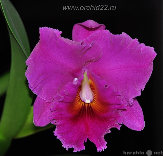 Продам: орхидеи