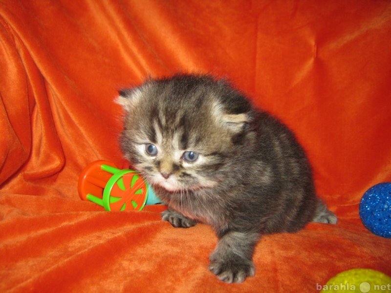 Продам: Персидский котенок - мальчик