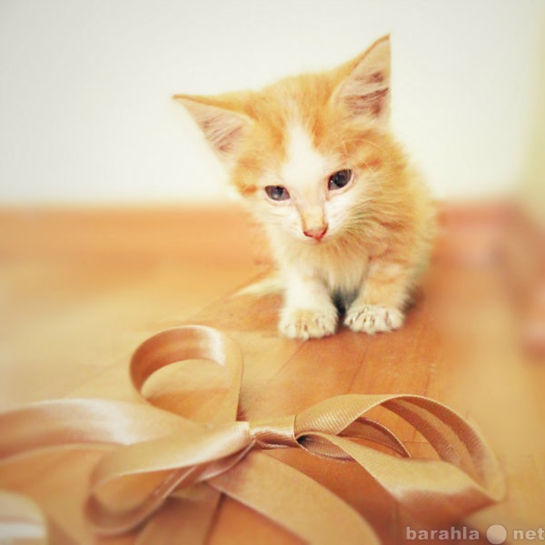 Отдам даром: котеночек рыжего цвета