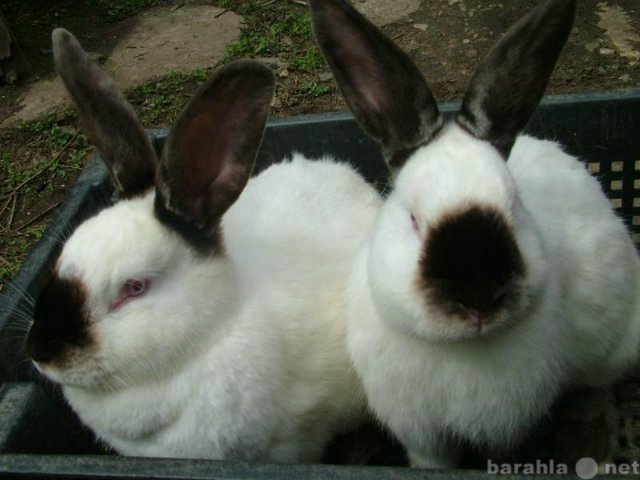 Продам: кролики с прмышленной фермы