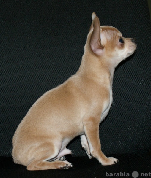 Продам: Высоко породные щенки Чихуа Хуа