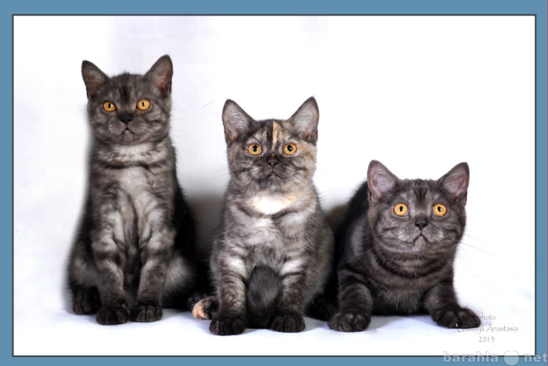 Продам: Британские котята - чертенята