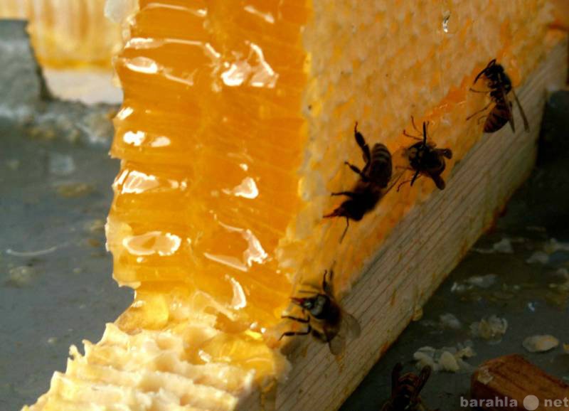 Продам: Мёд натуральный оптом и в розницу