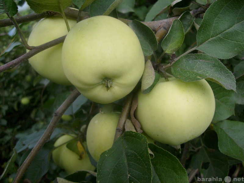 Продам: Яблоки сорт "Белый налив" с бе