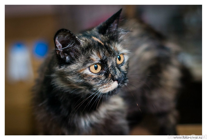 Отдам даром: метиска персидской кошки
