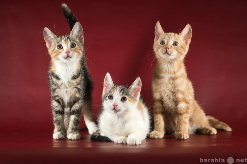 Отдам даром: Три маленьких котёнки ищут дом. СПб