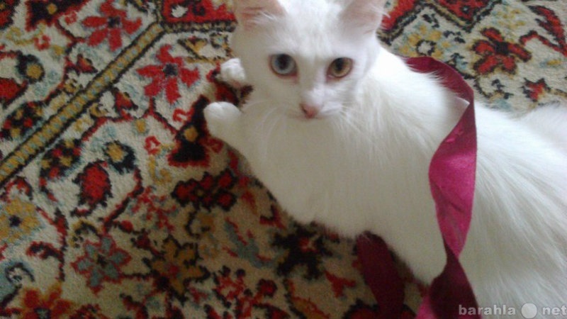 Отдам даром: Кошка 1 год Ангорка. Белая красавица