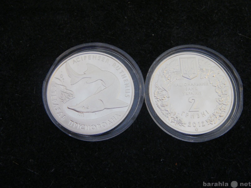 Продам: монету Украины (48), Стерлядь пресноводн