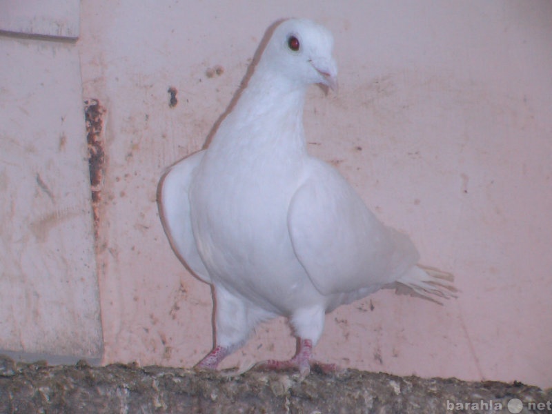 Продам: Продам голубей белые почтари