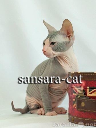 Продам: Ручные котята Донской сфинкс заботливому