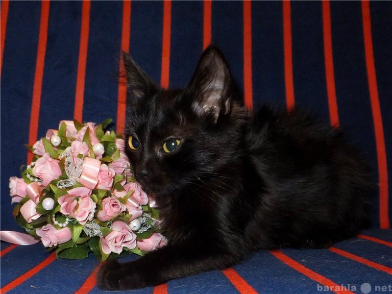 Отдам даром: Черный пушистый котенок ищет дом