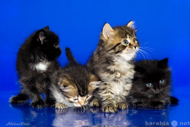 Продам: сибирские котята