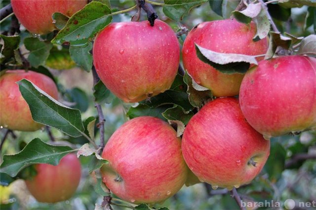 Продам: Яблоки Прима на экспорт из Молдавии