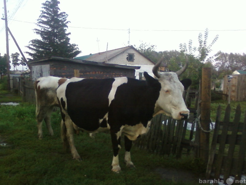 Купить корову в красноярском. Продается корова. Продам корову. Продаётся стельная корова. Скупка телят.