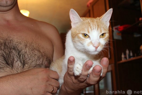 Отдам даром: красивая рыжая кошка в хорошие руки