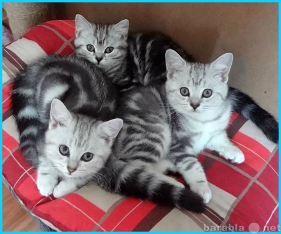 Продам: Чистокровные британские вискасные котята