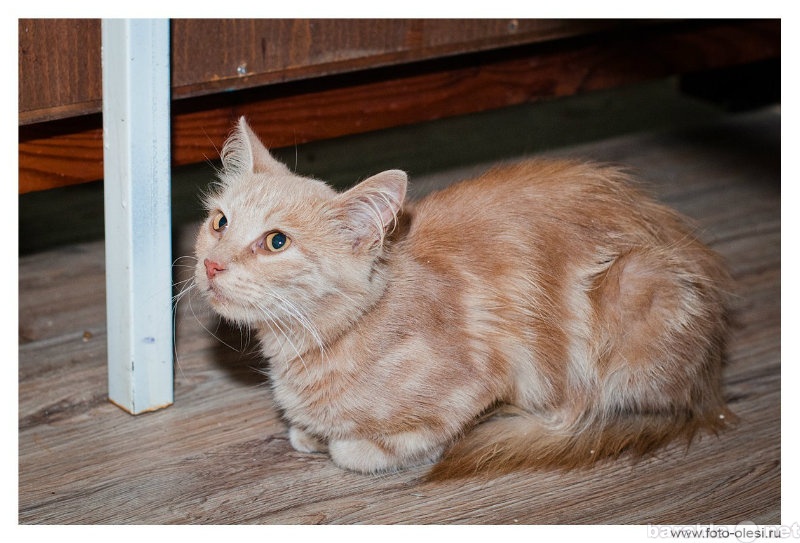 Отдам даром: рыжая мраморная кошка редкого окраса
