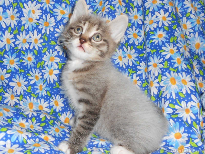 Отдам даром: Котенок,папа-чистокровный сибирский кот